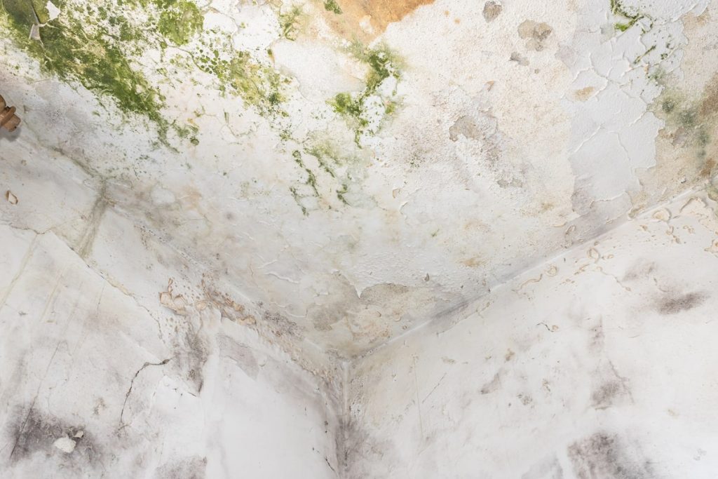 mold covering a wall, needing a mold inspection