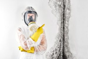 Before trying any mold remediation technique, is important to know what kind of mold are you dealing with.