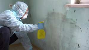 Professional mold inspector removing mold from wall.