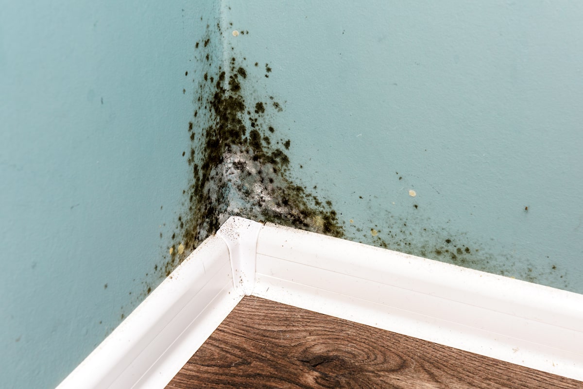 In the corner of your home, a wall with mold growing