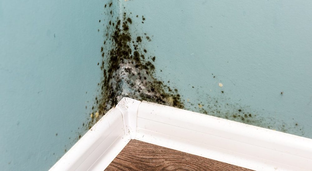 In the corner of your home, a wall with mold growing
